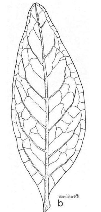 Cupaniopsis tontoutensis — search result for 'Cupaniopsis'