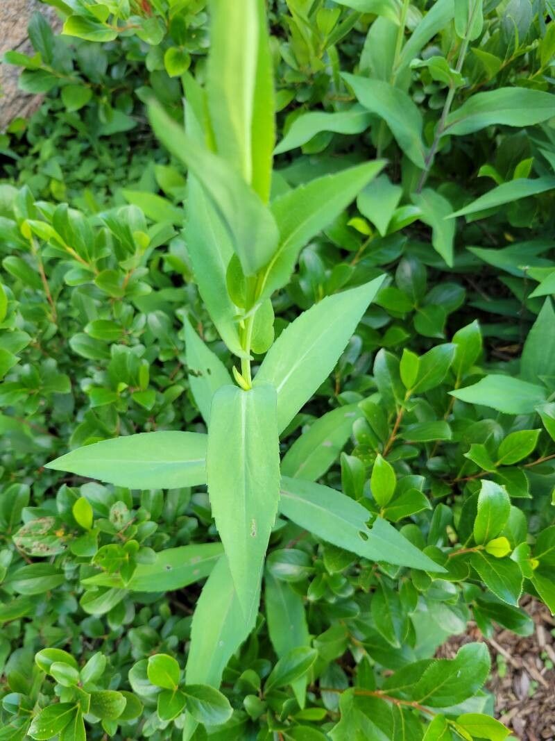 Symphyotrichum laeve leaf