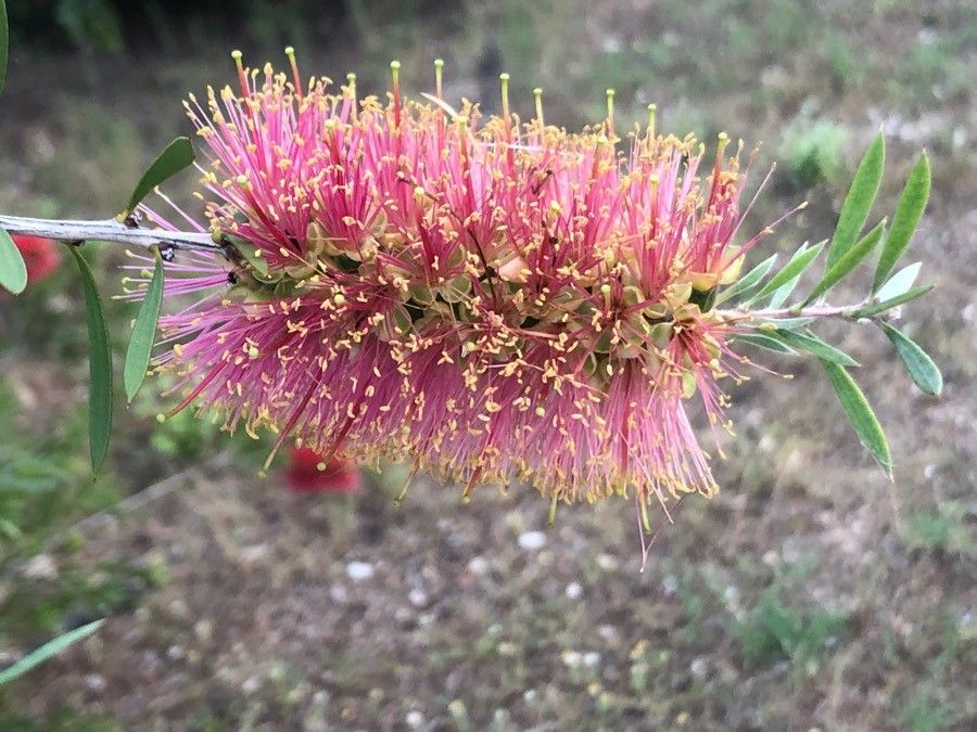 Callistemon linearis flower