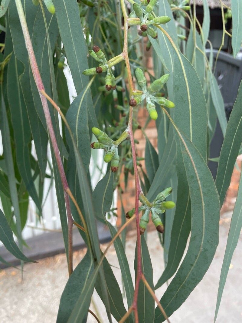 Eucalyptus blakelyi — houseplant care guide