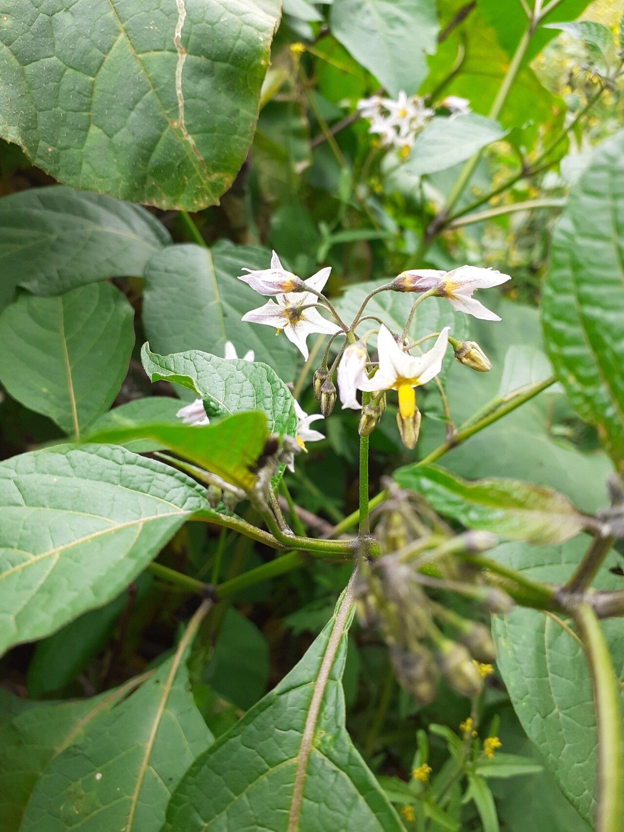 Solanum polytrichostylum — houseplant care guide