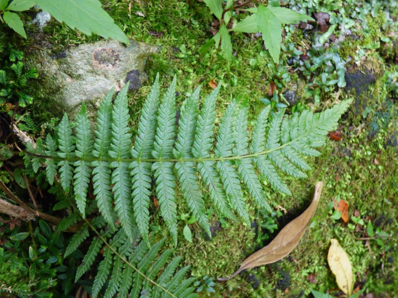 Thelypteris heteroptera — search result for 'Thelypteris'
