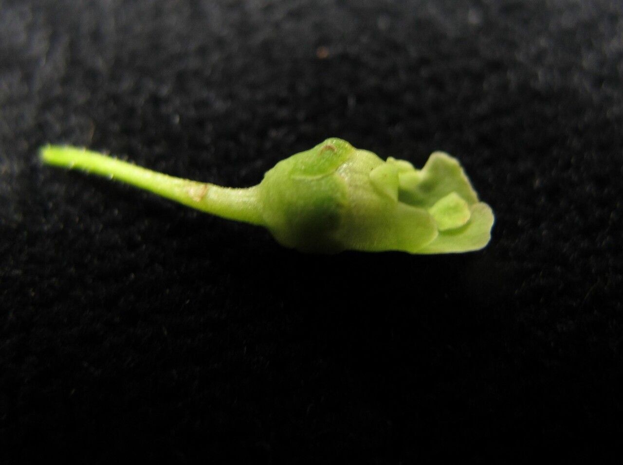 Scrophularia urticifolia fruit