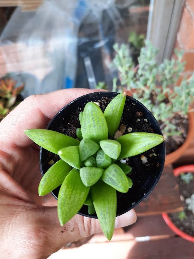 Haworthia turgida leaf