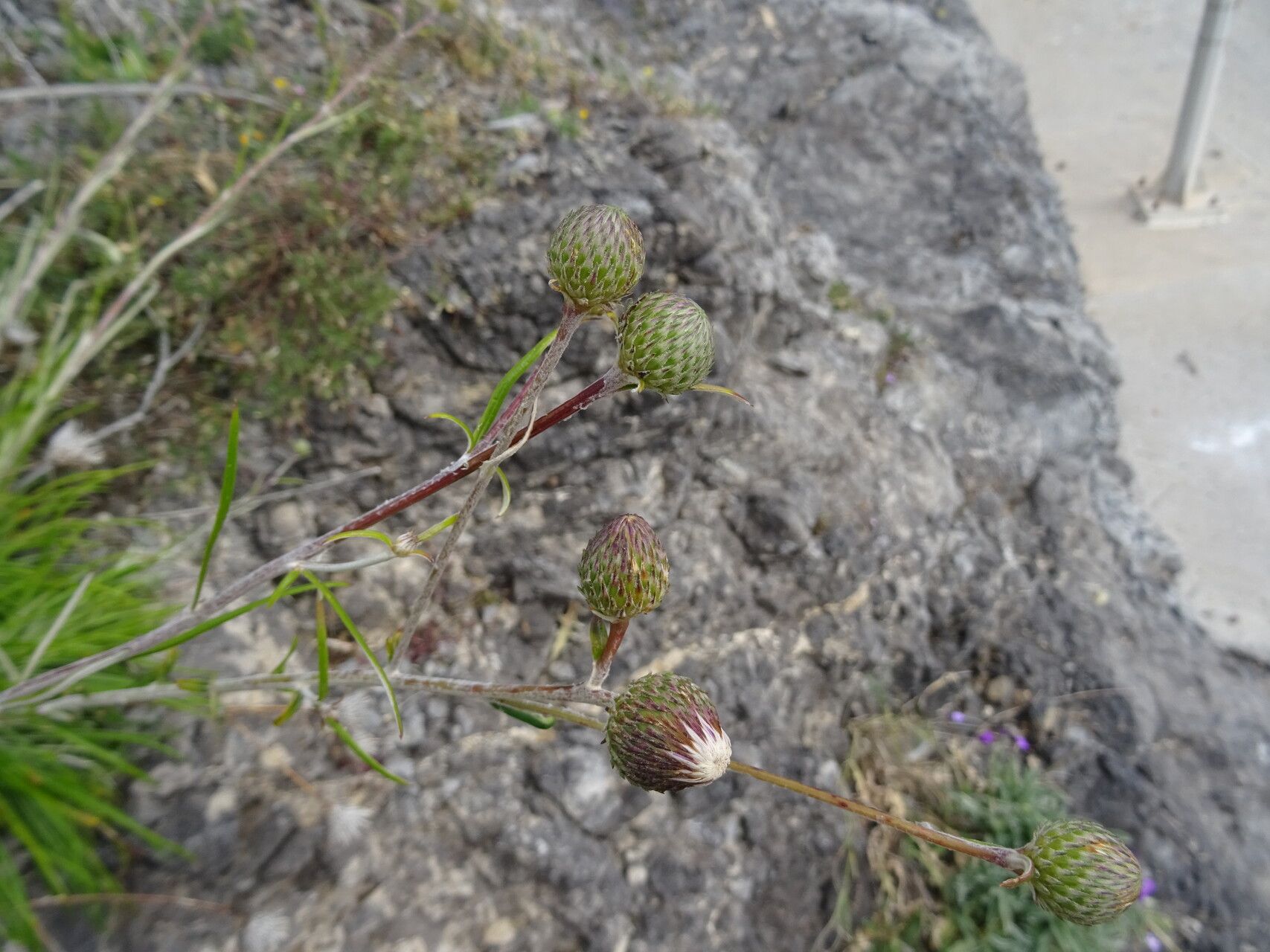 Ptilostemon gnaphaloides flower