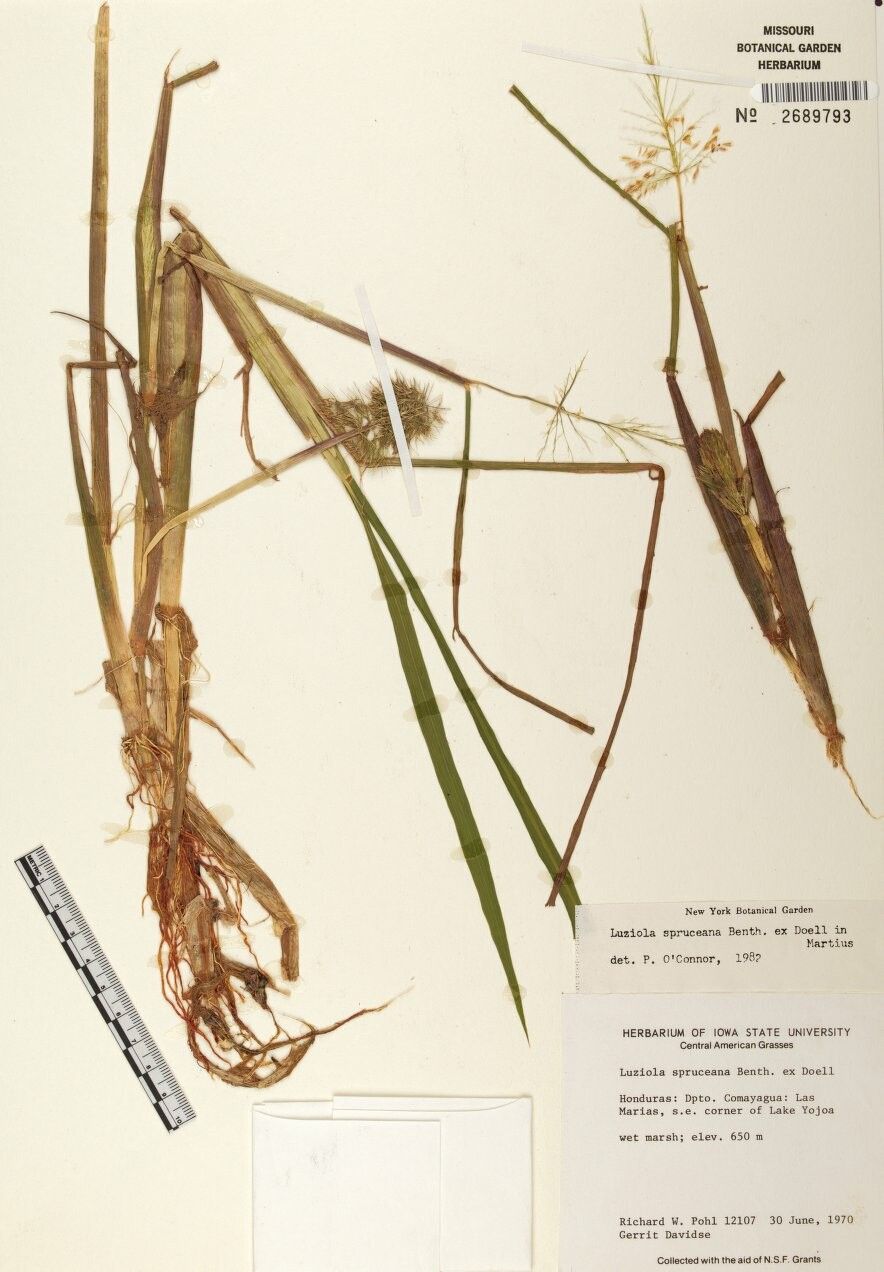 Luziola bahiensis — houseplant care guide