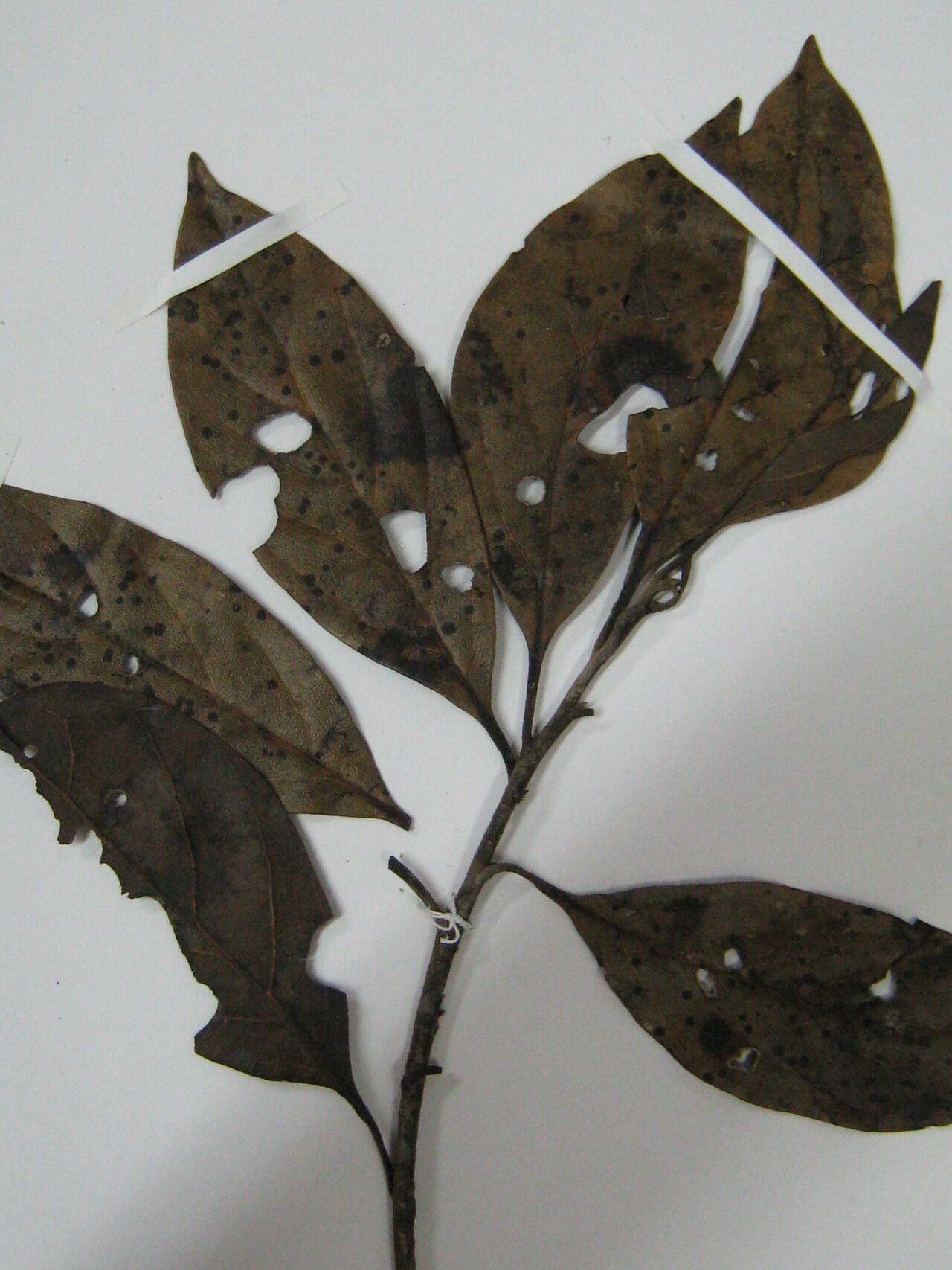 Ocotea matogrossensis other