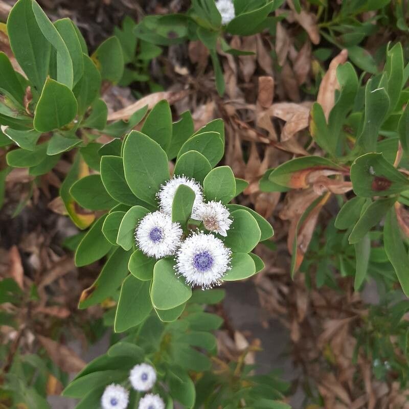 Globularia ascanii — related species from the same genus