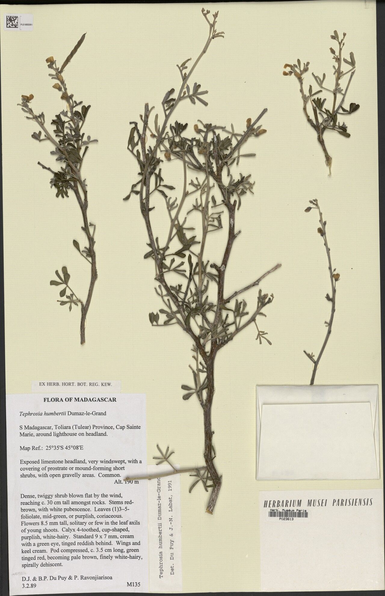 Tephrosia humbertii — search result for 'Tephrosia'