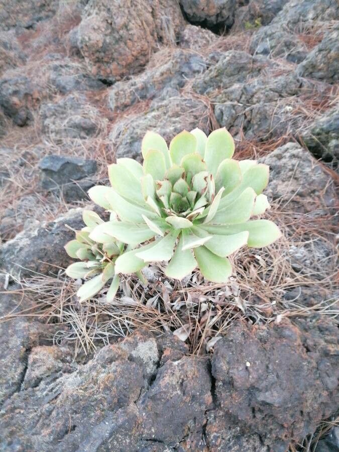 Aeonium pseudourbicum leaf