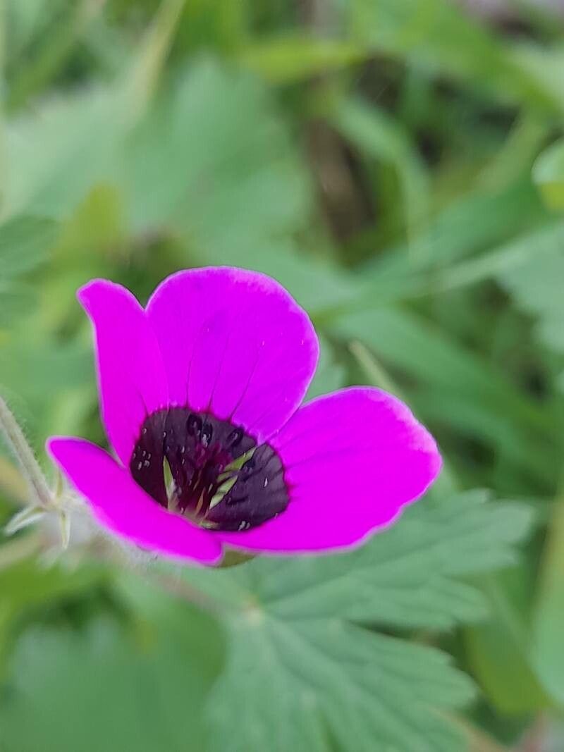 Geranium mascatense flower