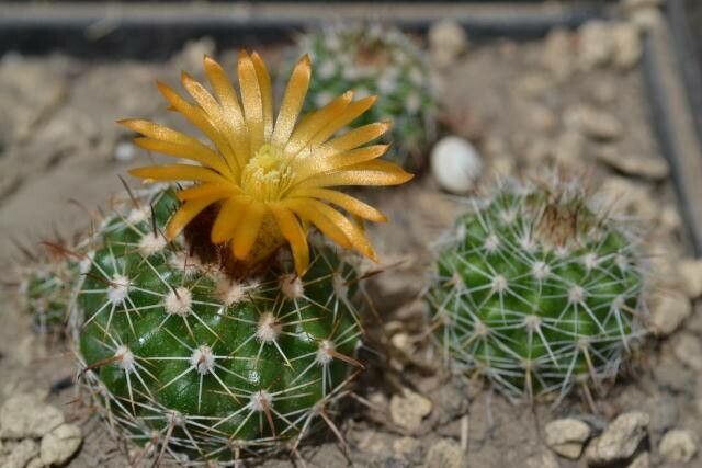 Parodia larapuntensis — houseplant care guide