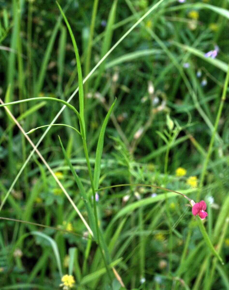 Lathyrus nissolia — search result for 'Lathyrus'