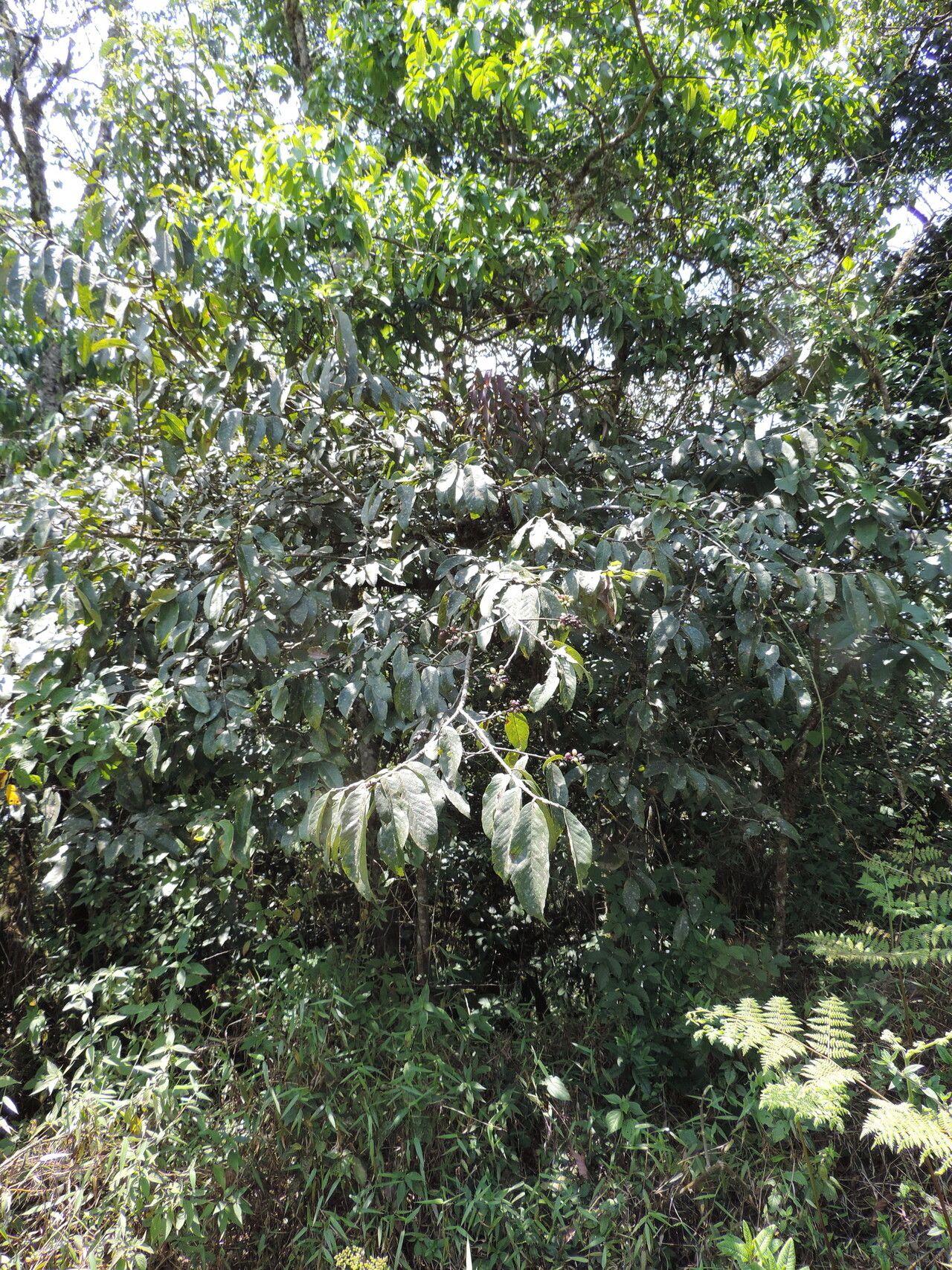 Bridelia brideliifolia habit