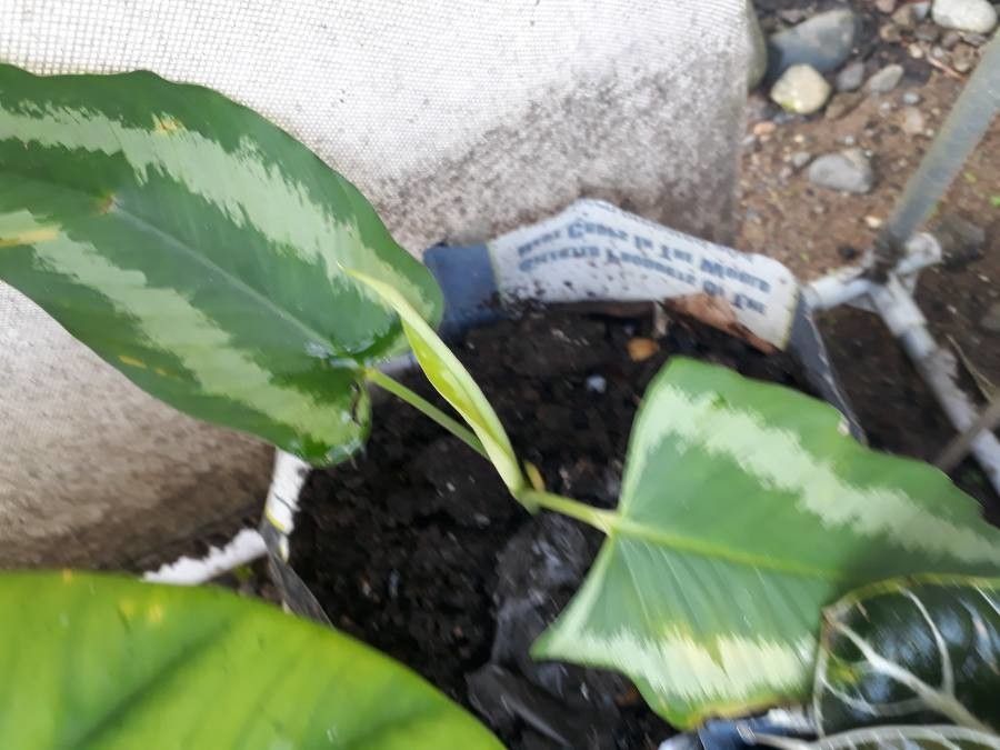 Schismatoglottis wongii leaf