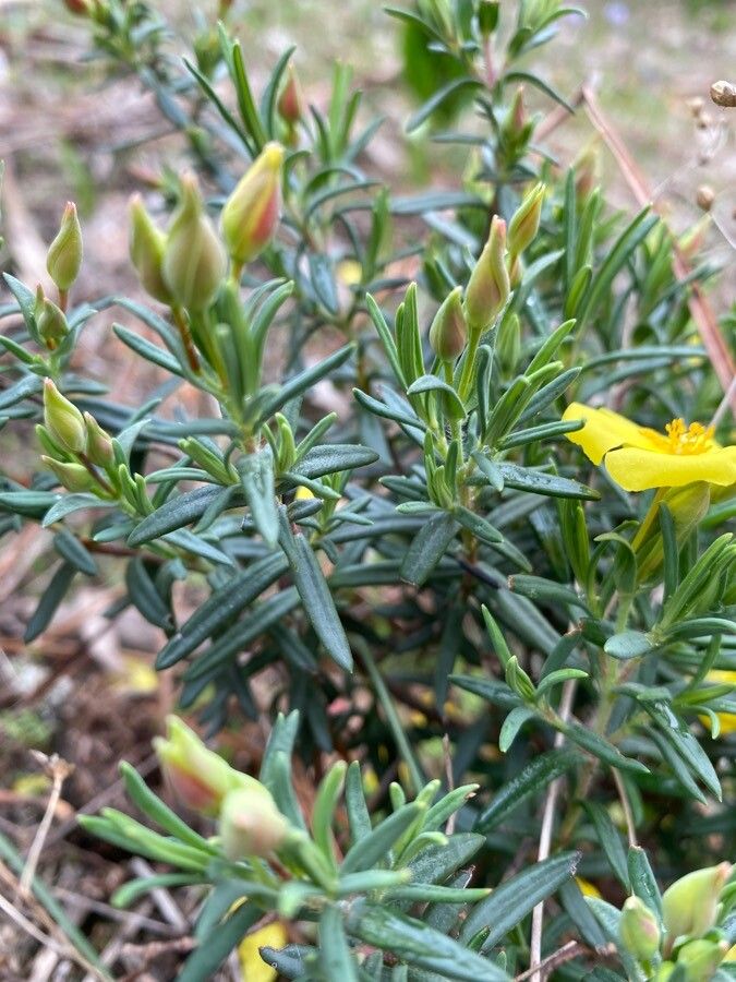 Cistus calycinus leaf
