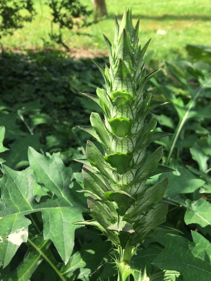 Acanthus hungaricus flower