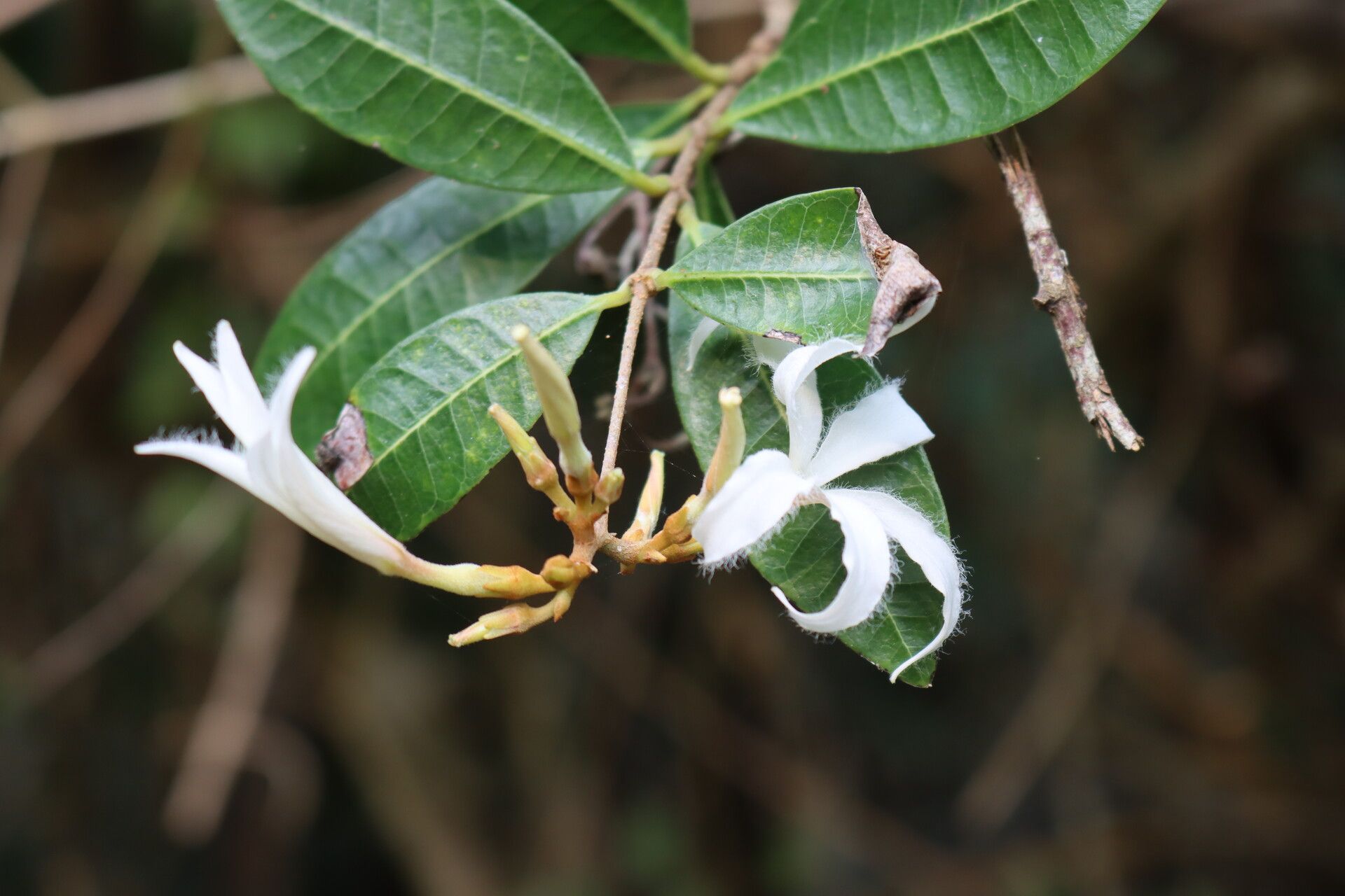 Ancylobothrys petersiana flower