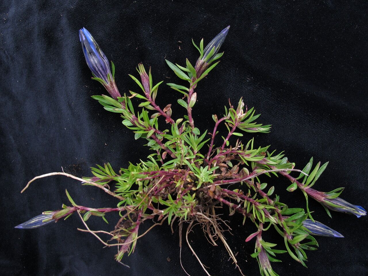 Gentiana obconica habit