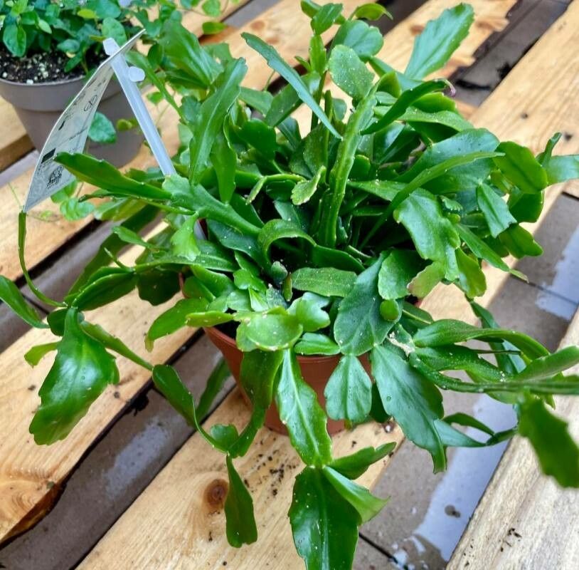 Rhipsalis crispata — search result for 'Rhipsalis'