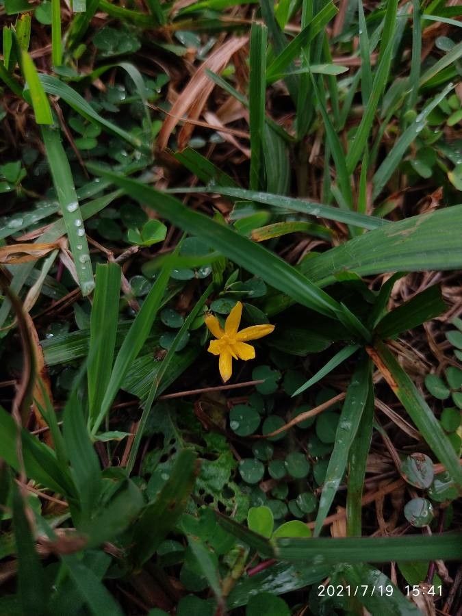 Curculigo orchioides flower