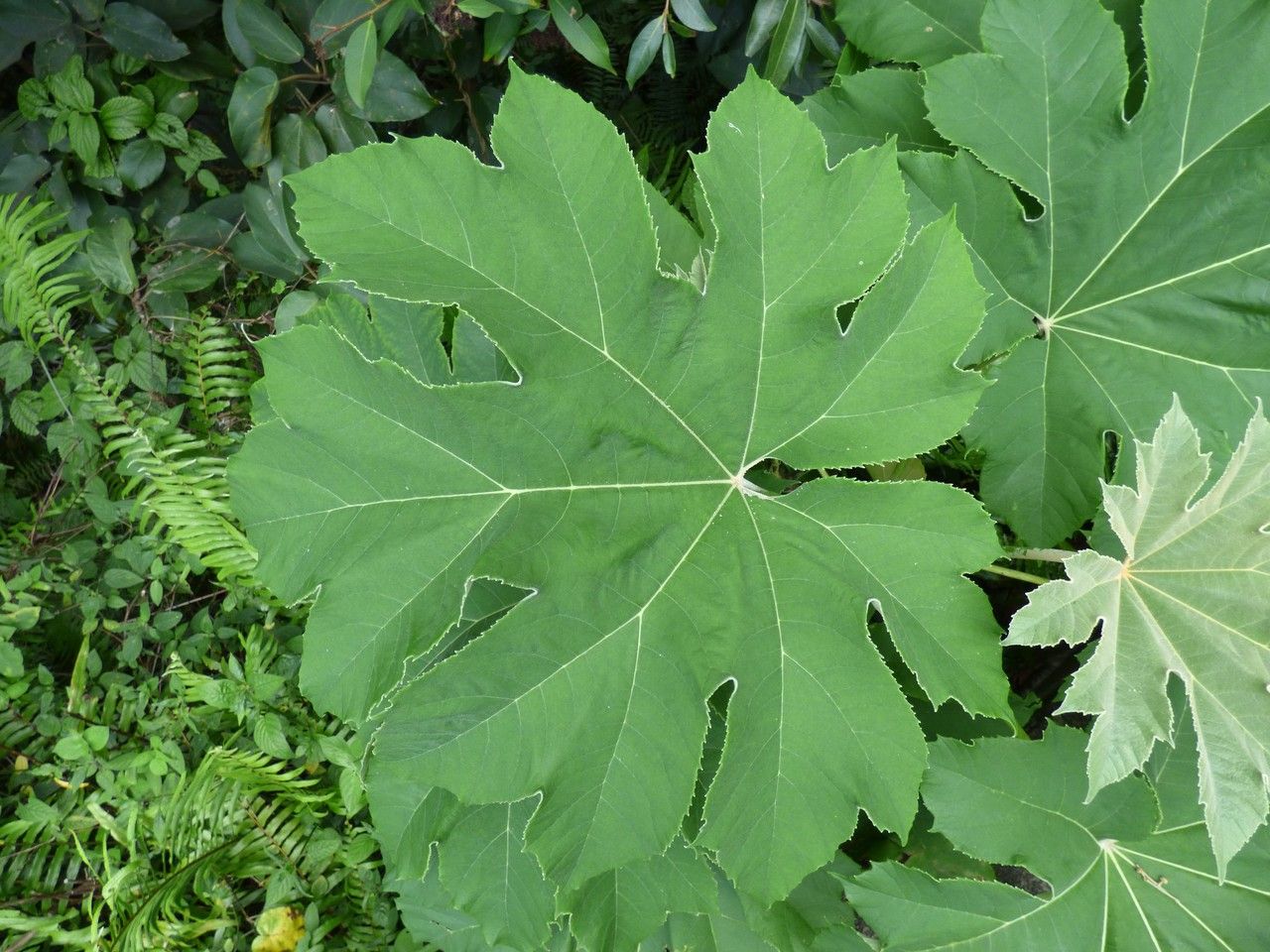 Tetrapanax papyriferum — related species from the same genus