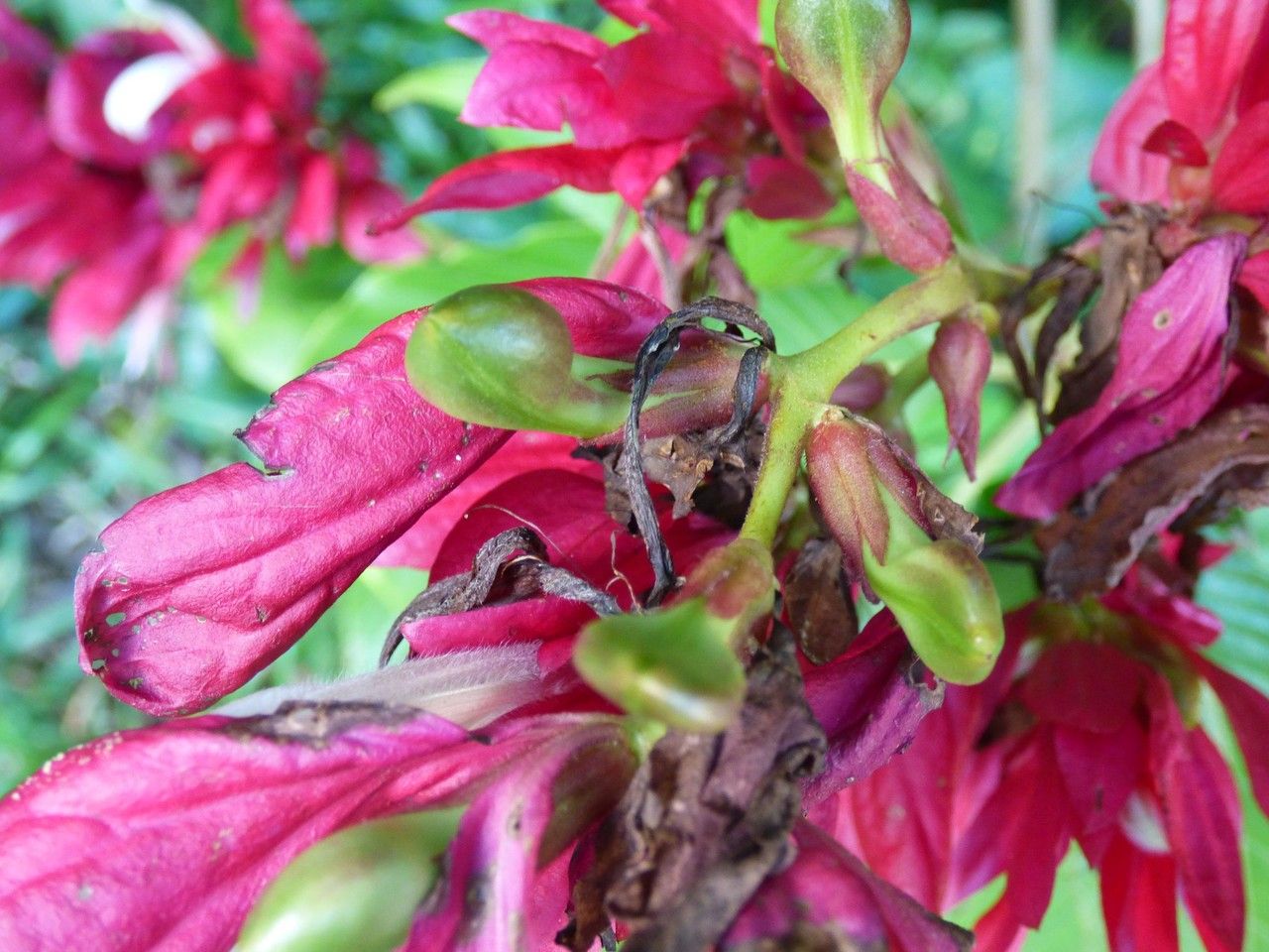 Megaskepasma erythrochlamys fruit
