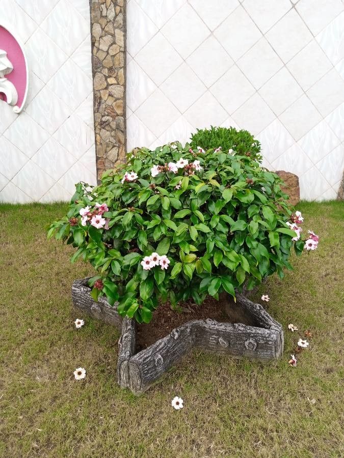 Strophanthus gratus habit