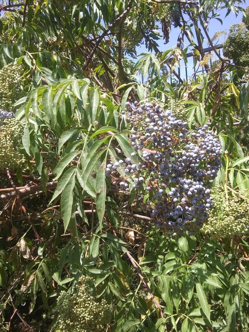 Sambucus mexicana — houseplant care guide