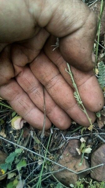 Anthemis cotula bark