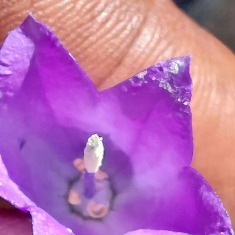 Consolida hispanica — related species from the same genus