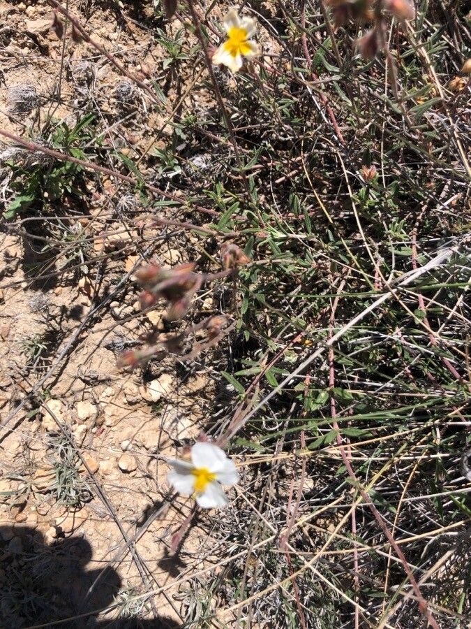 Helianthemum asperum habit