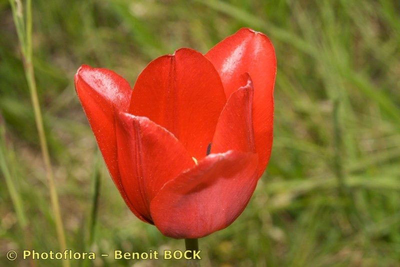 Tulipa planifolia — search result for 'Nardostachys'