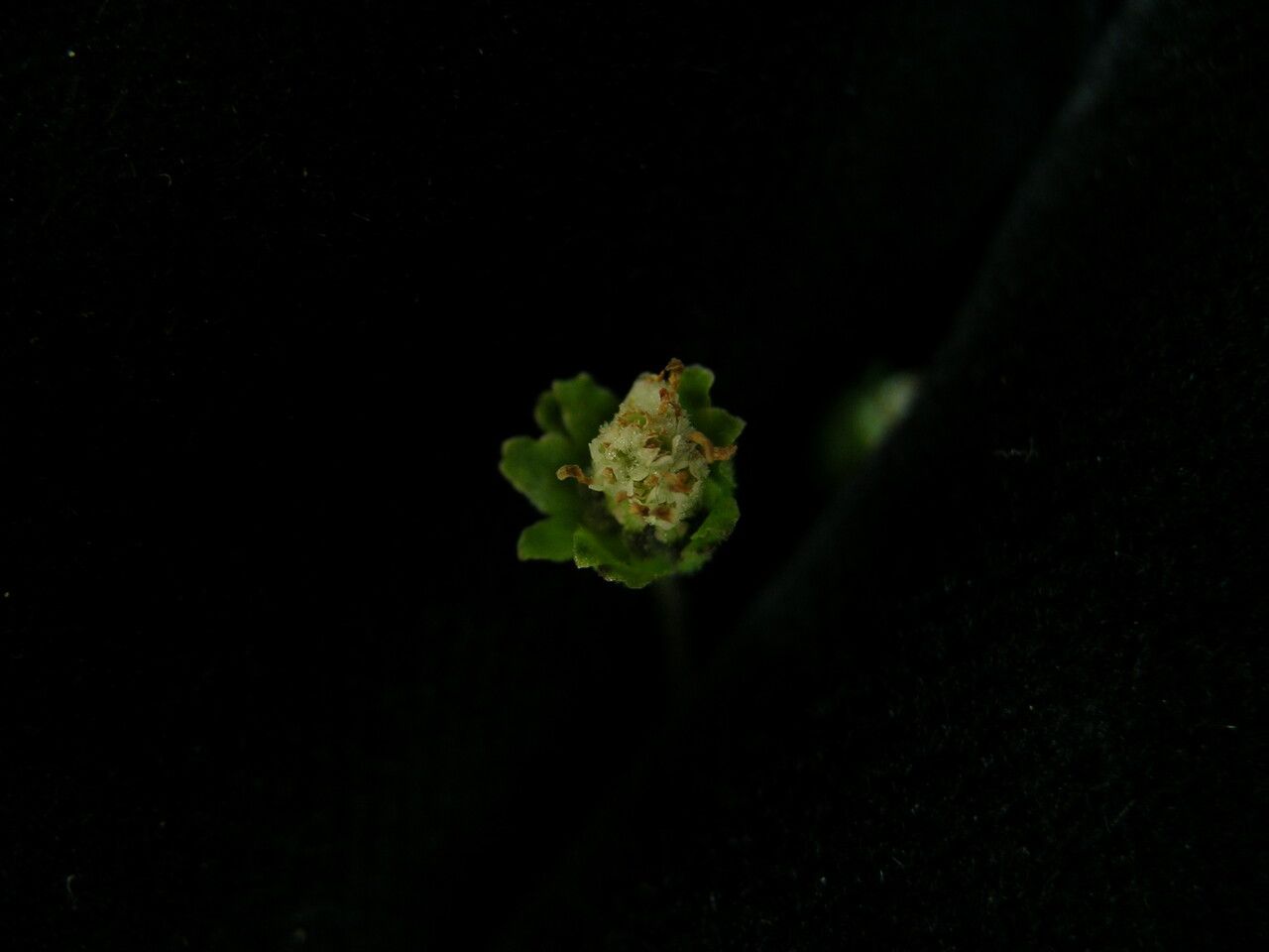 Adenostemma lavenia habit