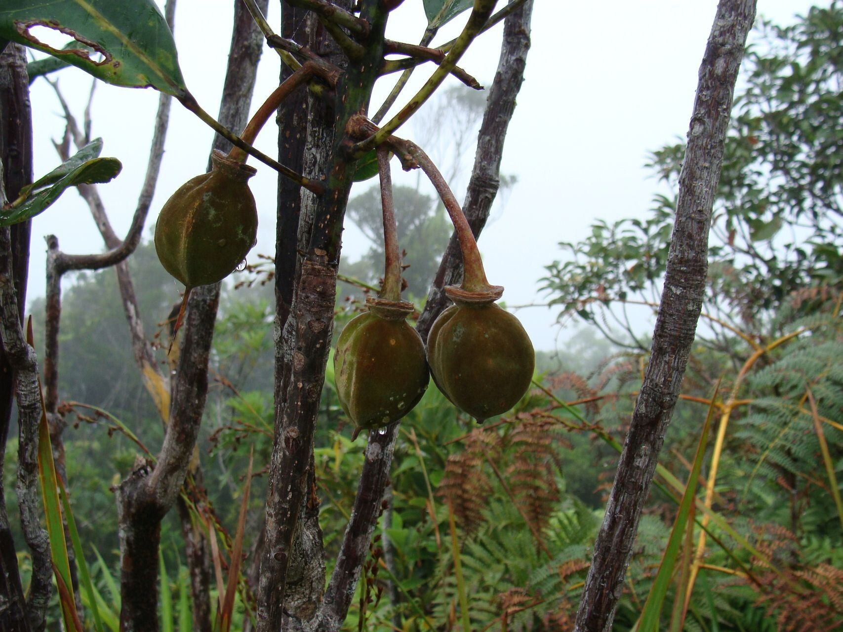 Sloanea montana fruit