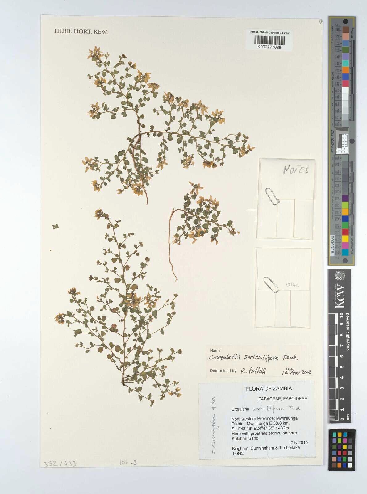 Crotalaria sertulifera — houseplant care guide