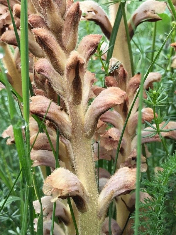 Orobanche alsatica flower