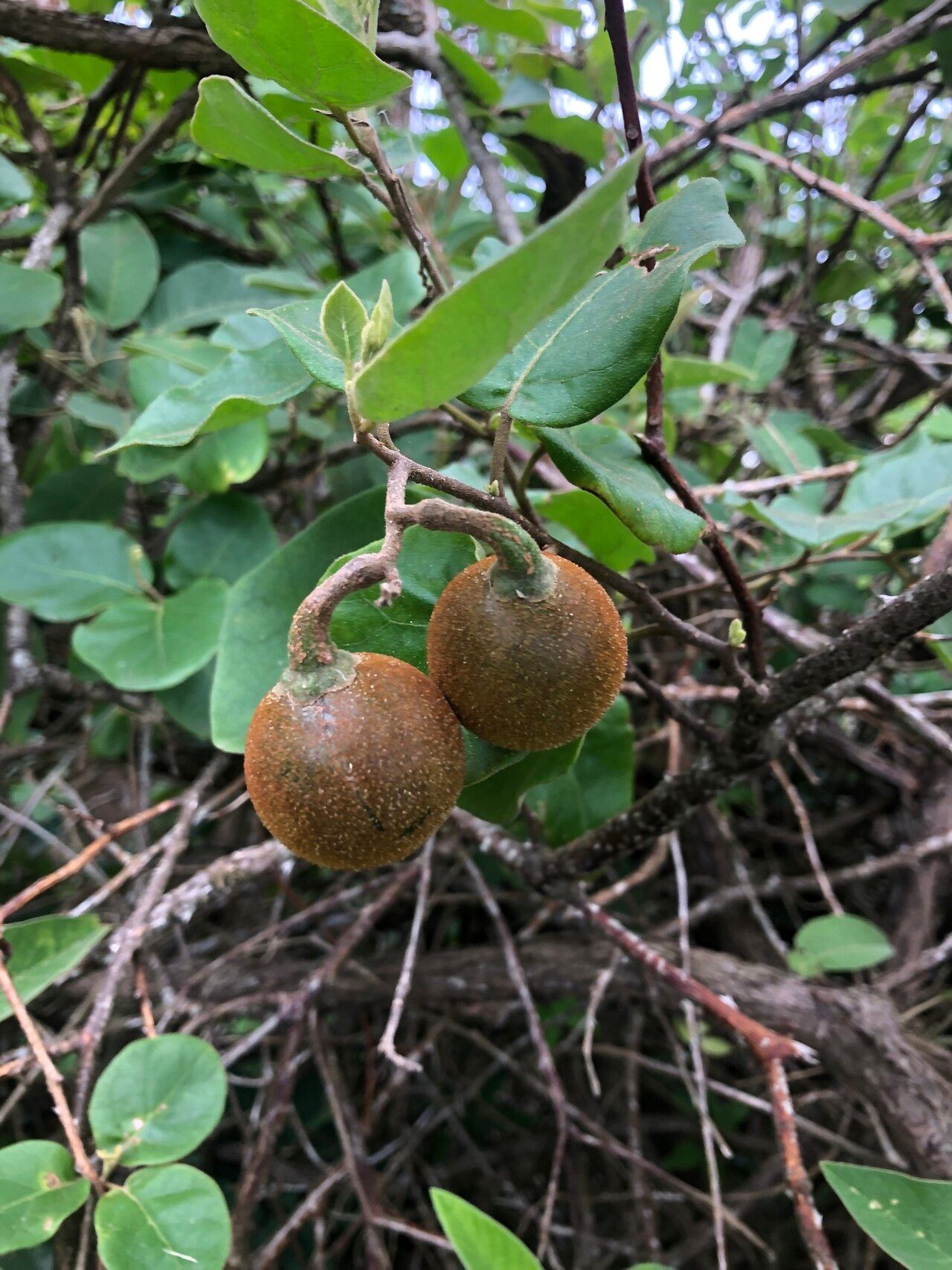 Solanum jussiaei fruit