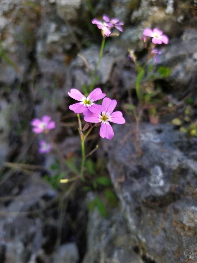 Malcolmia graeca flower