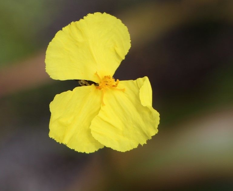 Xyris pancheri flower