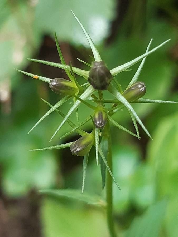 Legousia falcata fruit