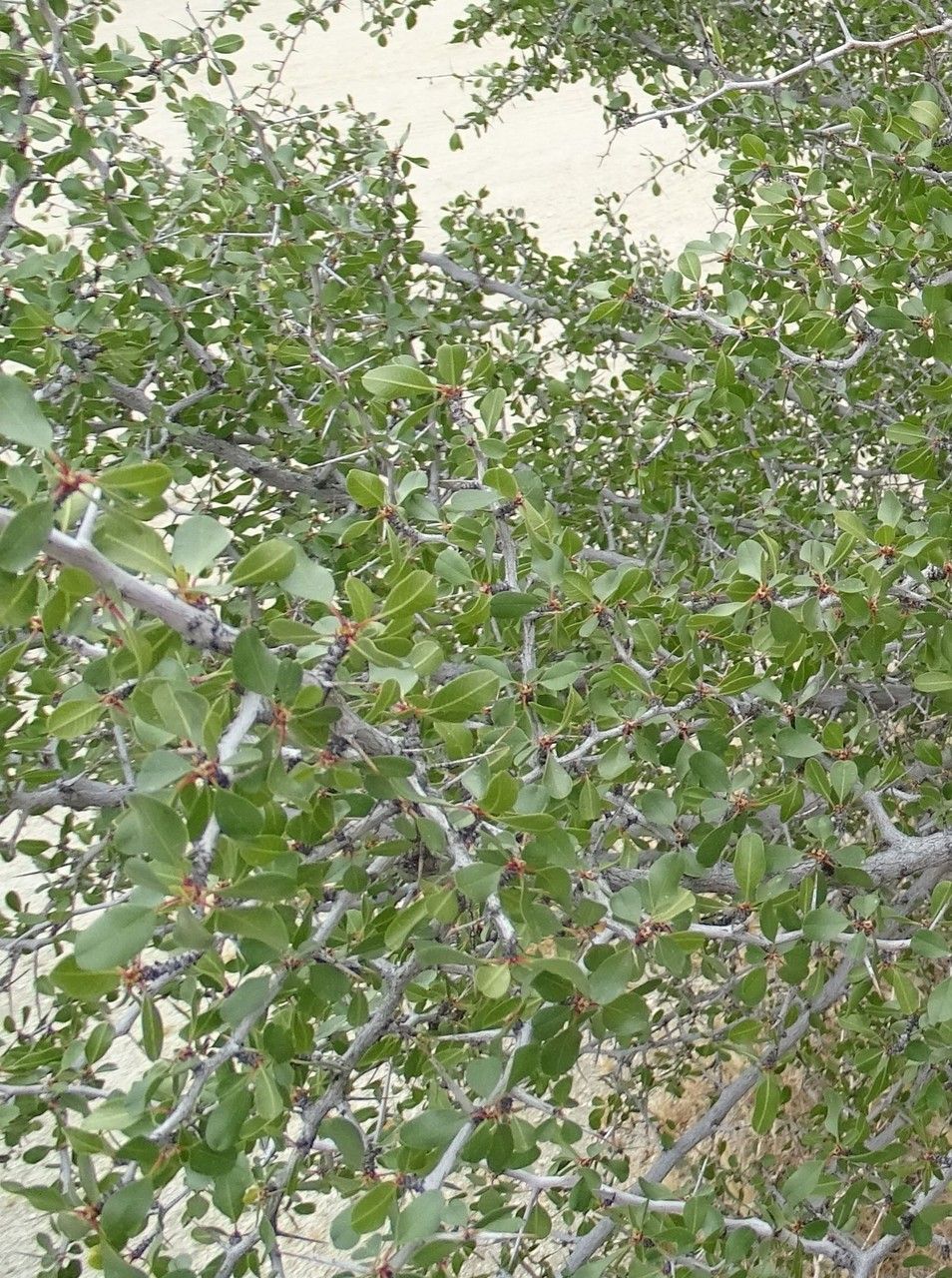 Pseudoziziphus parryi habit