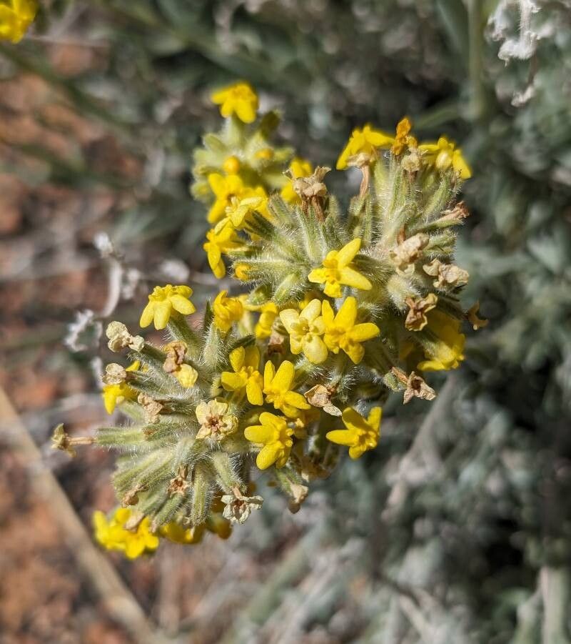 Oreocarya confertiflora flower