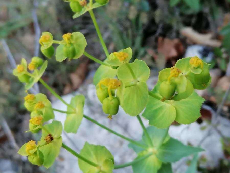Euphorbia serrata fruit