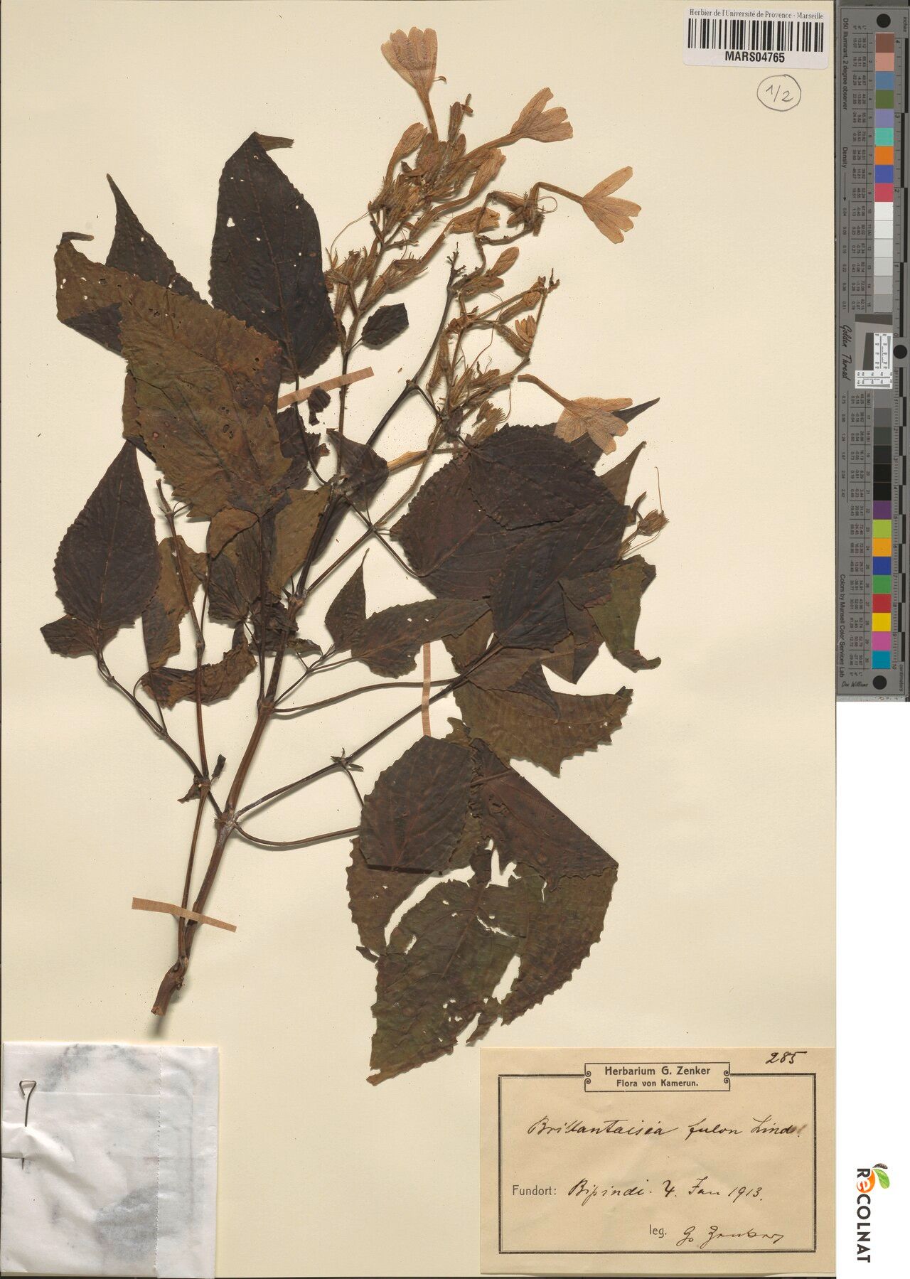 Brillantaisia fulva — related species from the same genus