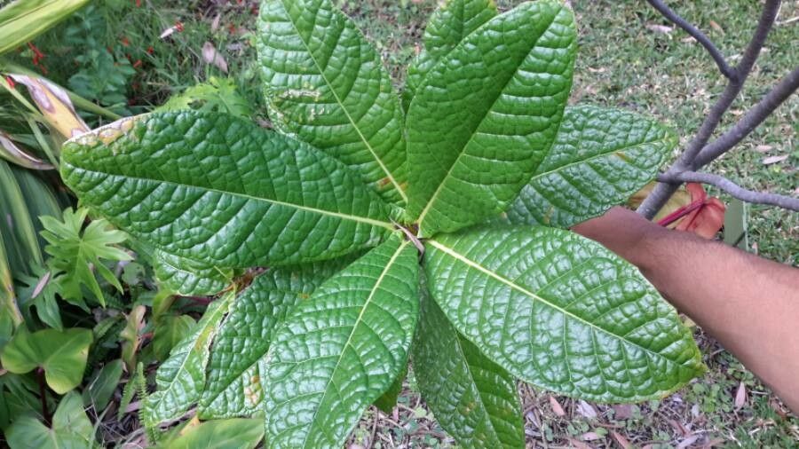 Ficus pancheriana — houseplant care guide