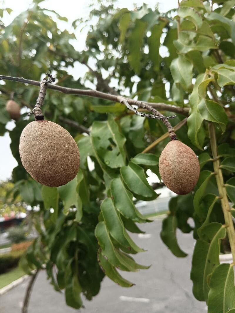 Dipteryx alata fruit