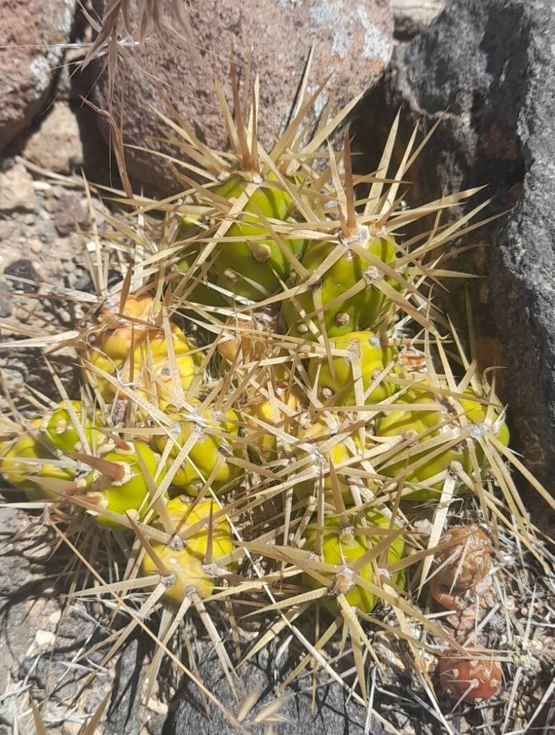 Maihueniopsis platyacantha habit