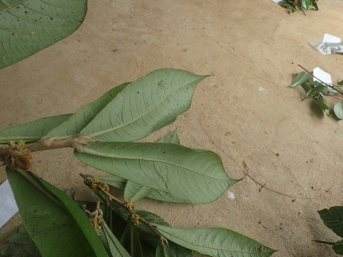 Dichapetalum pulchrum — houseplant care guide