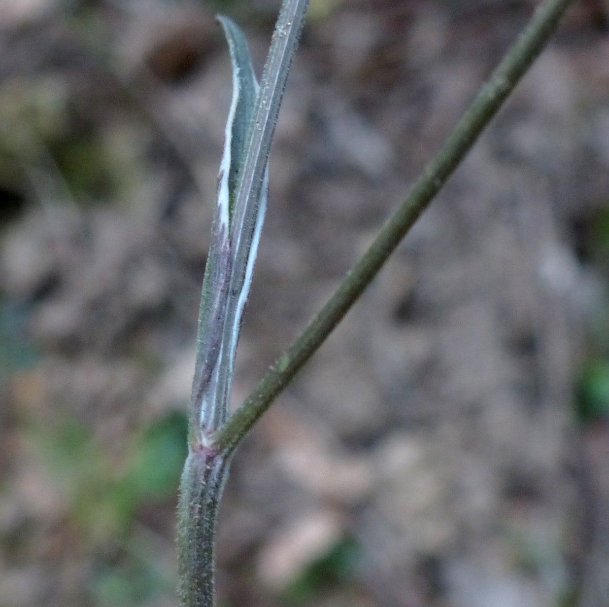 Ptychotis saxifraga bark
